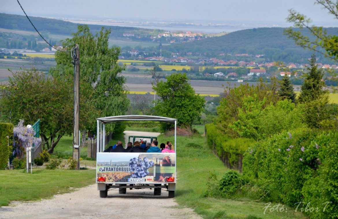 Indul az ingyenes Kékfrankos Expressz a Soproni borvidéken